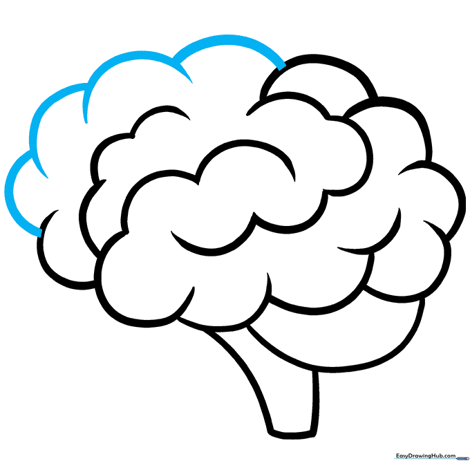 Completing the frontal lobe with final curved lines.