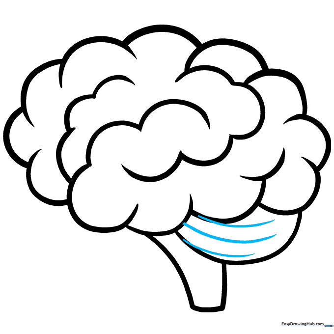 Adding final texture lines to the cerebellum area.