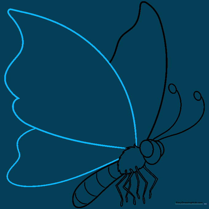 Adding the lower wing to the butterfly's body.