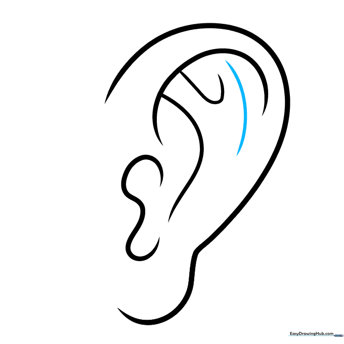 The antihelix structure refined with an additional curved line.