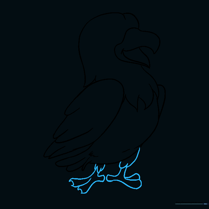 Detailed drawing of the hawk's legs and feet with toes.