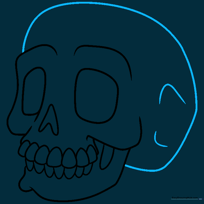 Adding final contour lines to the side of the skull to define the bone structure.