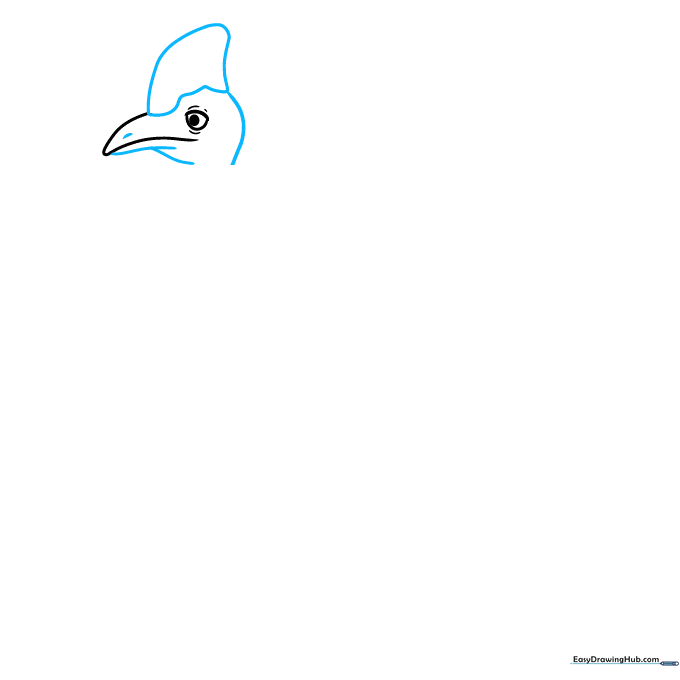 Drawing the cassowary head crest and beak details using curved lines.