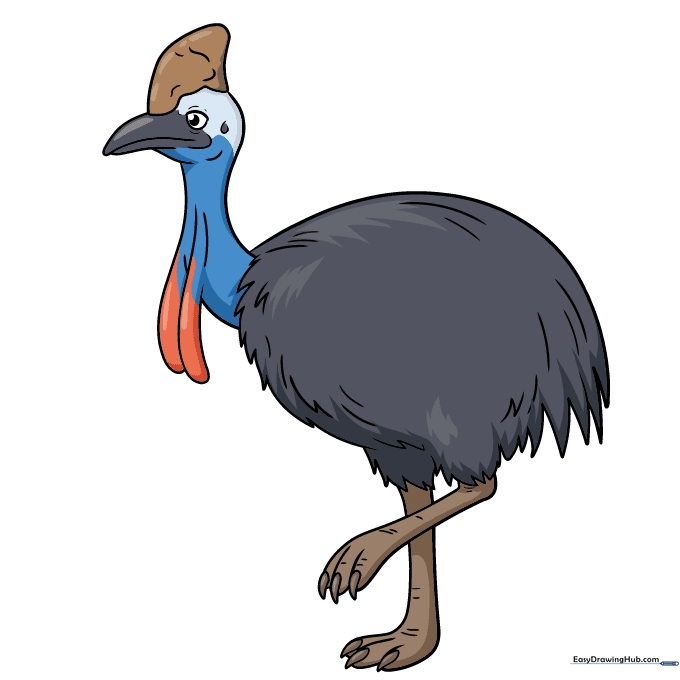 Finished, colored illustration of a cassowary with vibrant blue and red head markings.