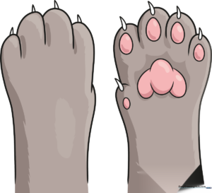 A colorful, finished illustration of a cute cat paw, showcasing soft fur and detailed toe pads.