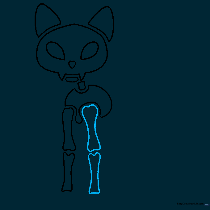 Drawing of both front legs of the cat skeleton.