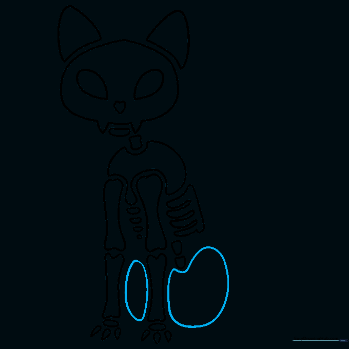 Drawing of the cat's pelvic bone structure.