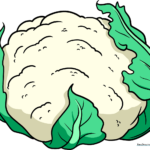 Finished colored drawing of a cauliflower, showcasing the texture and leaf details.