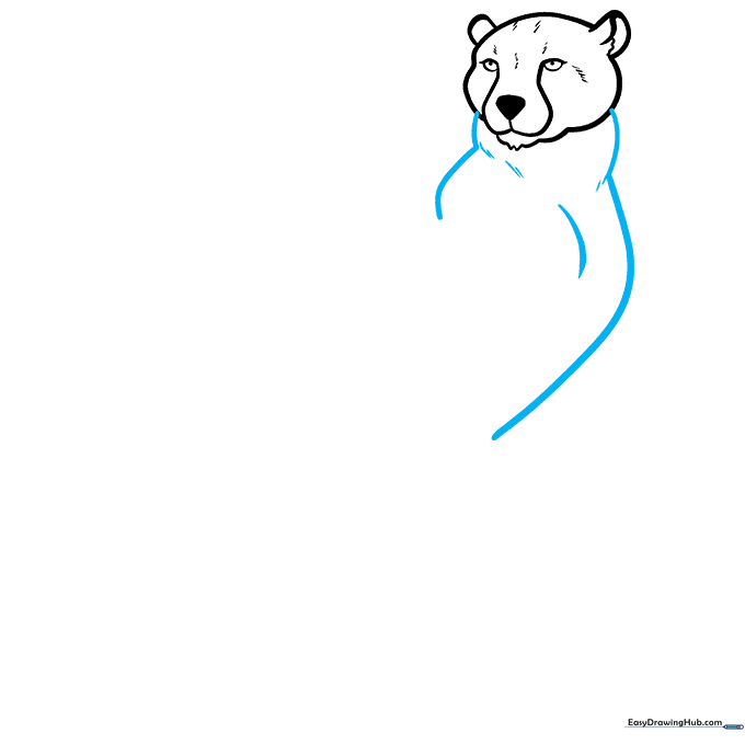 Drawing the neck and shoulder lines of a cheetah.