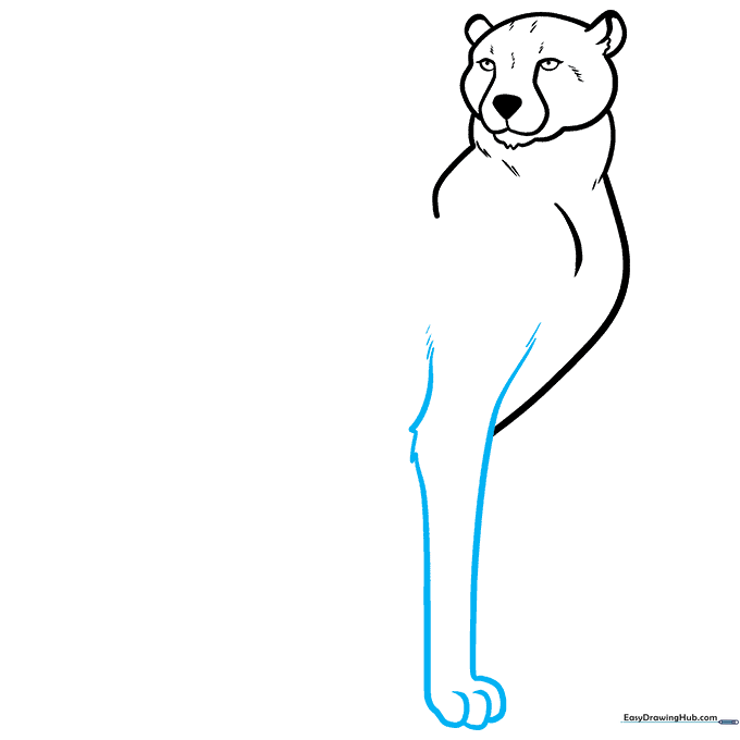 Detailed sketch of a cheetah's front leg with fur texture at the elbow.