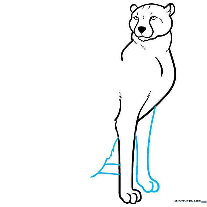 Sketching the belly and rear foot of the cheetah.