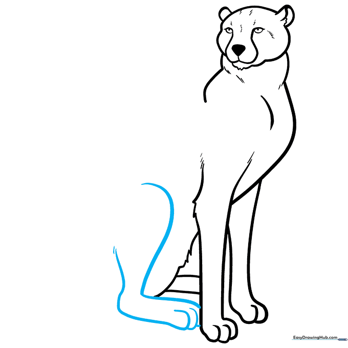 Drawing the curved haunch and rear leg of a sitting cheetah.