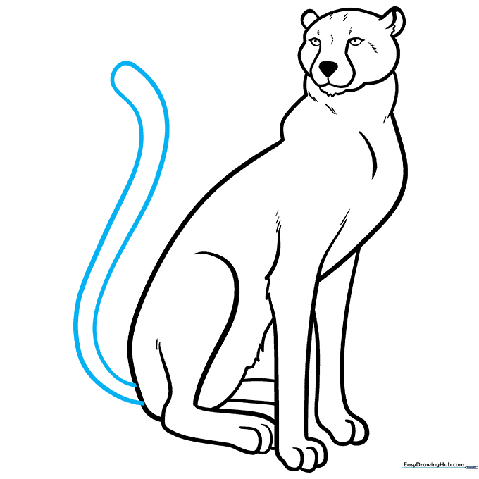 Drawing the long, thick tail of the cheetah.