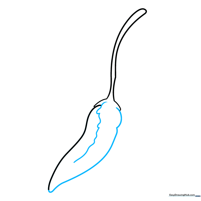 Pencil sketch showing the completed outline of a chili pepper with a central contour line.