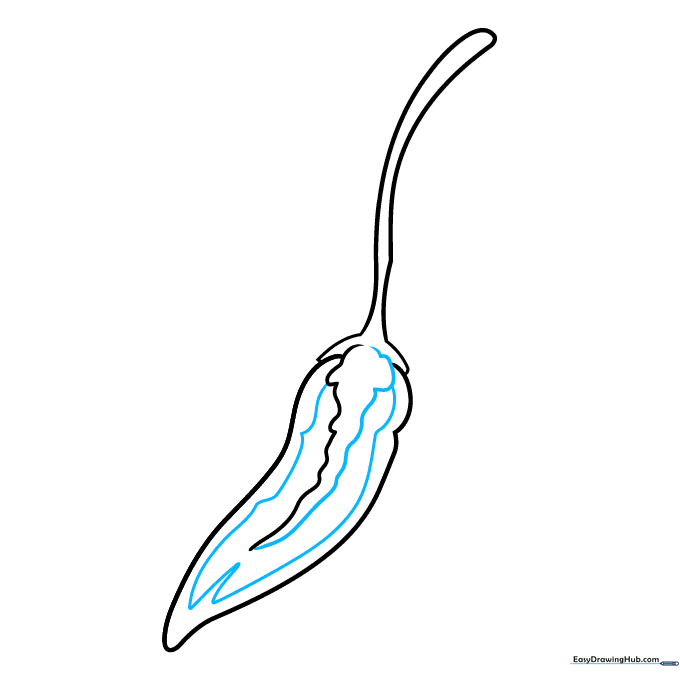 Pencil sketch showing internal seed membrane lines and a V-shaped tip detail.