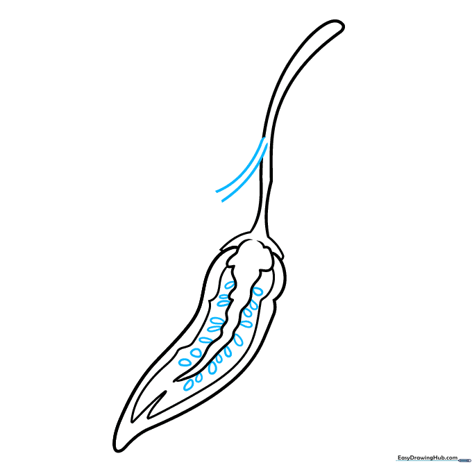 Pencil sketch showing the start of a second chili pepper stem.