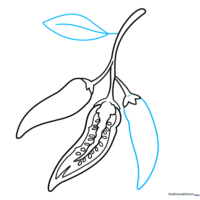 Pencil sketch showing a third pepper and the beginning of a leaf.
