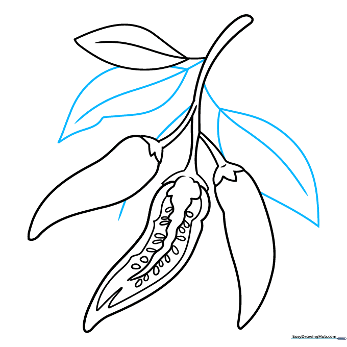 Pencil sketch showing multiple leaves added to the pepper plant stem.