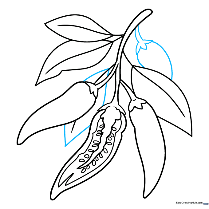Pencil sketch showing a fourth pepper partially obscured by a leaf.