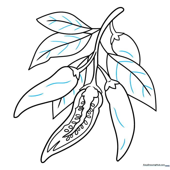 Pencil sketch showing added texture lines on peppers and veins on leaves.