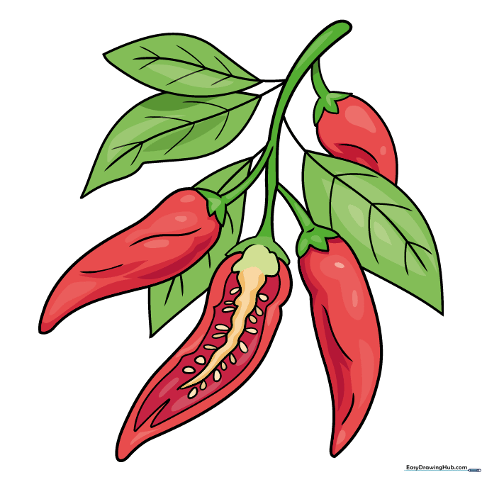 Finished, colored illustration of a group of chili peppers on a plant.