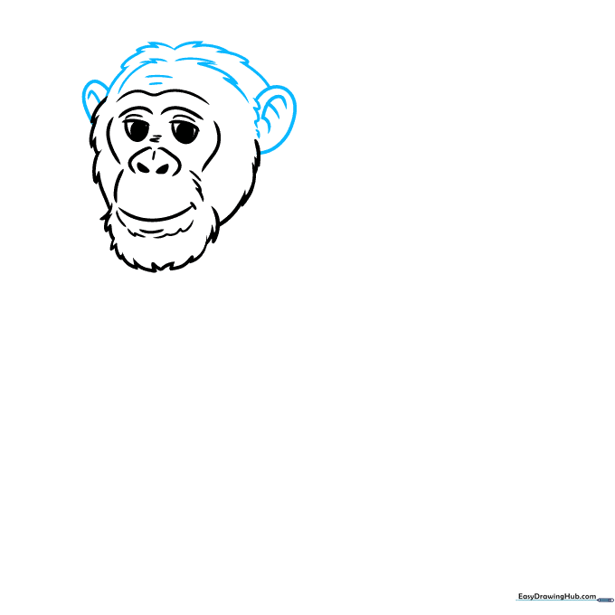 Drawing the ears and the top of the chimpanzee's head with fur details.