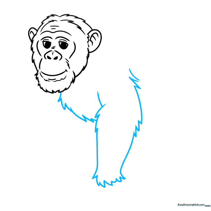 Sketching the chest and the first arm of the chimpanzee using jagged lines.