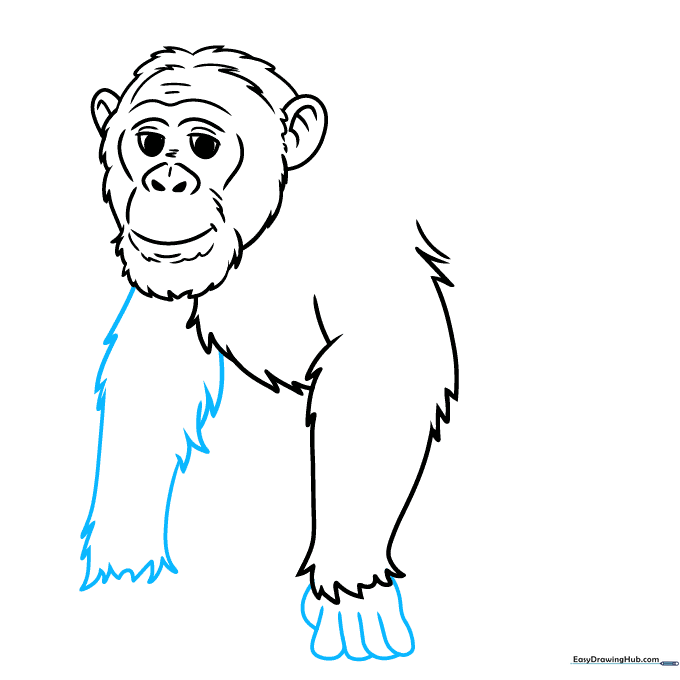 Drawing the second arm and the knuckle-walking hand of the chimpanzee.