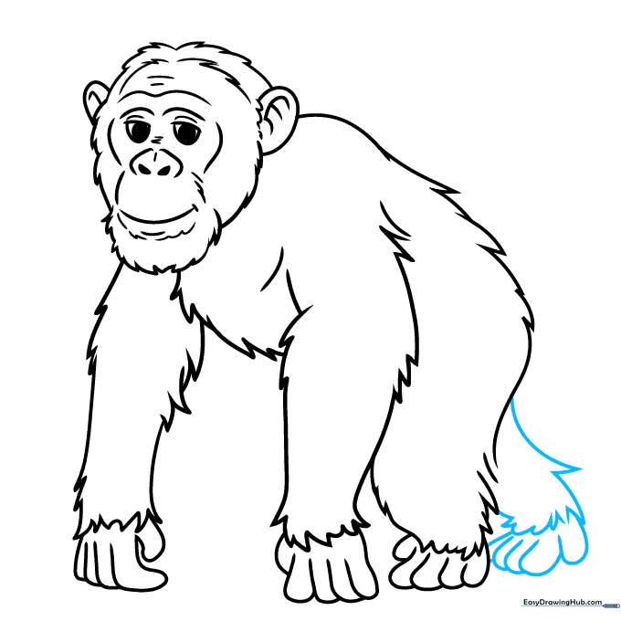 Finalizing the outline of the chimpanzee's rear leg and foot.