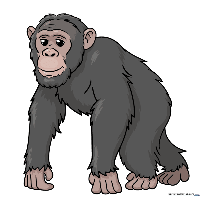 A fully colored chimpanzee drawing with dark fur and a light brown face.