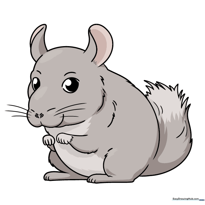 A fully colored, cute cartoon chinchilla with soft gray fur.