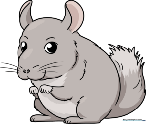 A finished, colorful drawing of a cute, fluffy chinchilla sitting on a white background.