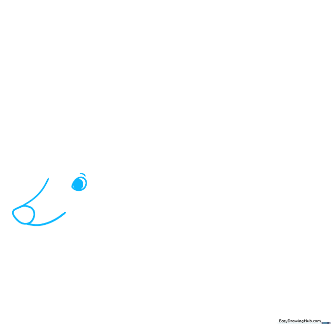Line drawing of a coati nose and eye showing the initial snout structure.