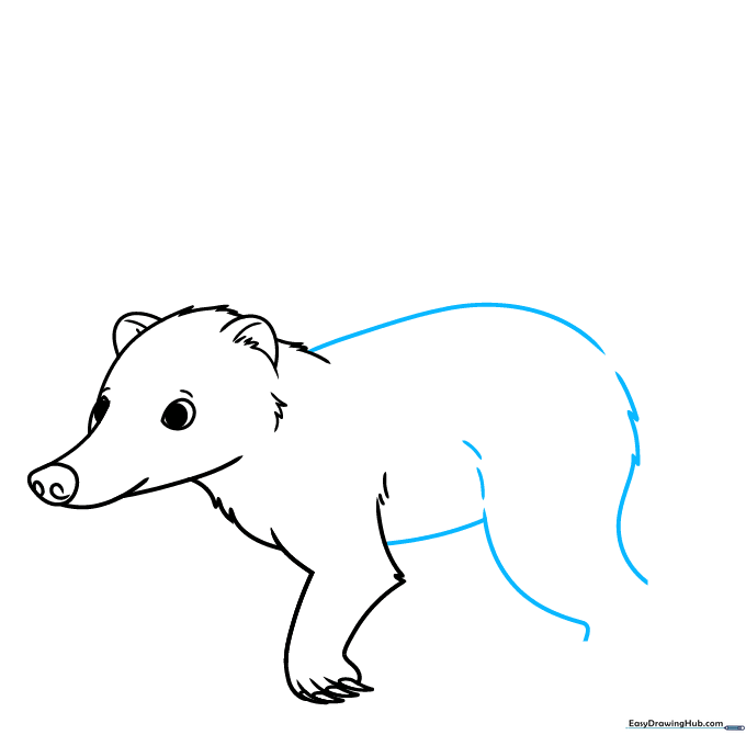 Drawing the long back and belly lines of the coati.