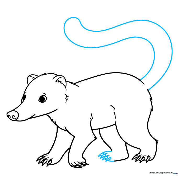 Drawing the long, curved tail of the coati.
