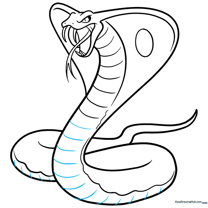 Adding scale details along the entire length of the snake's belly.