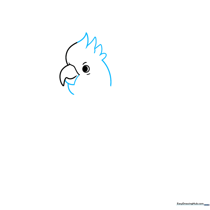 Drawing the cockatoo's crest feathers using pointed, curved lines on the back of the head.