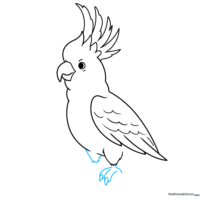 Detailed drawing of the cockatoo's feet and sharp claws gripping a surface.