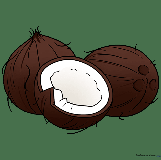Final colored drawing of three coconuts, showing brown husks and white interiors.