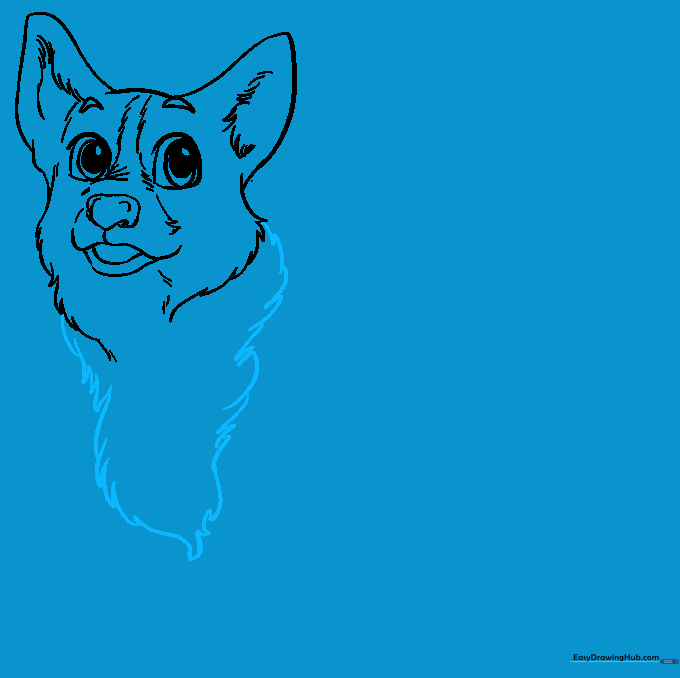 Drawing the fluffy chest area of the Corgi using short, jagged lines.