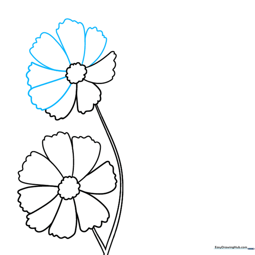 Drawing a second cosmos flower head attached to the main stem.