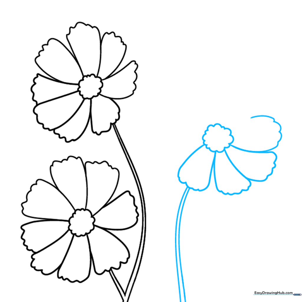 Adding a third cosmos flower to the drawing with its own stem.