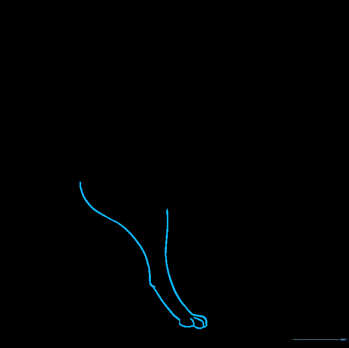 Coyote outline with the first rear leg added to the body.