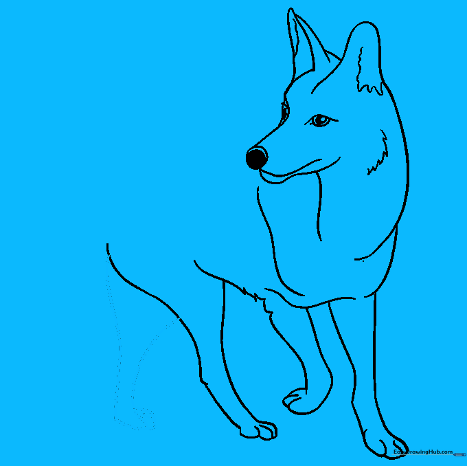 Coyote outline showing all four legs for a complete standing pose.
