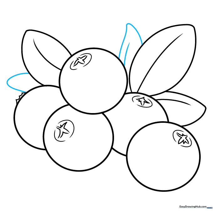 Completed line art of a cranberry cluster with multiple leaves.