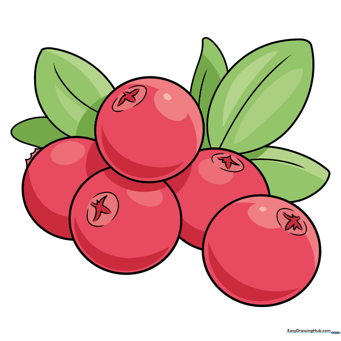 Finished colored drawing of a cranberry cluster with red berries and green leaves.