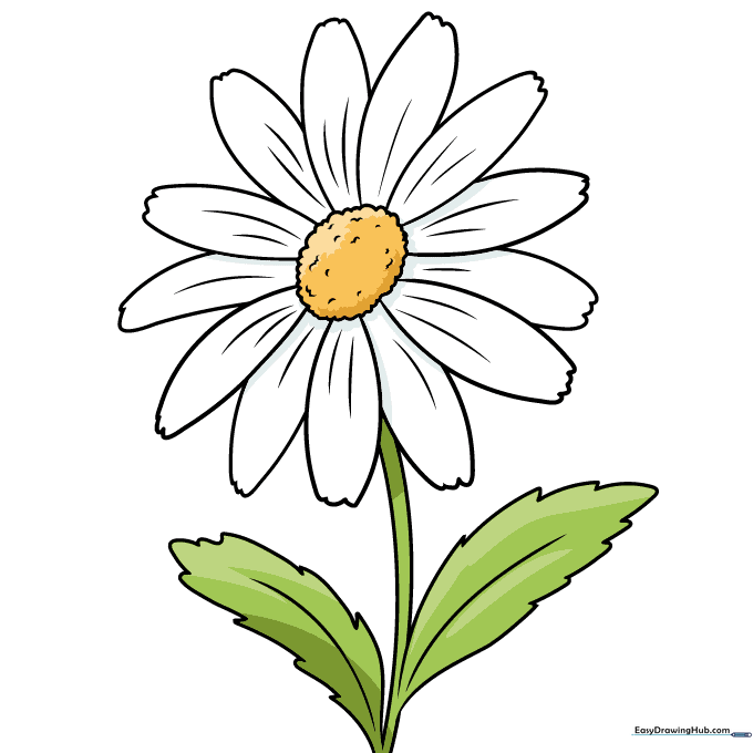 A finished, colored daisy flower drawing with a yellow center and white petals.