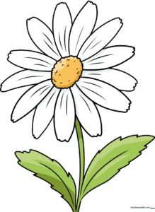 A vibrant, finished daisy flower drawing, perfect for spring art projects.