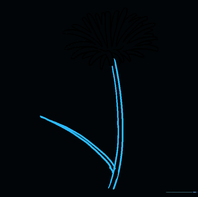 Drawing the long, curved dandelion stem with a small leaf attached.