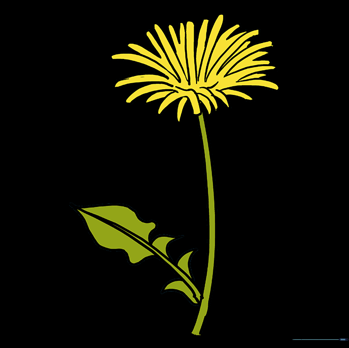 The finished dandelion drawing colored with yellow petals and green stem and leaves.